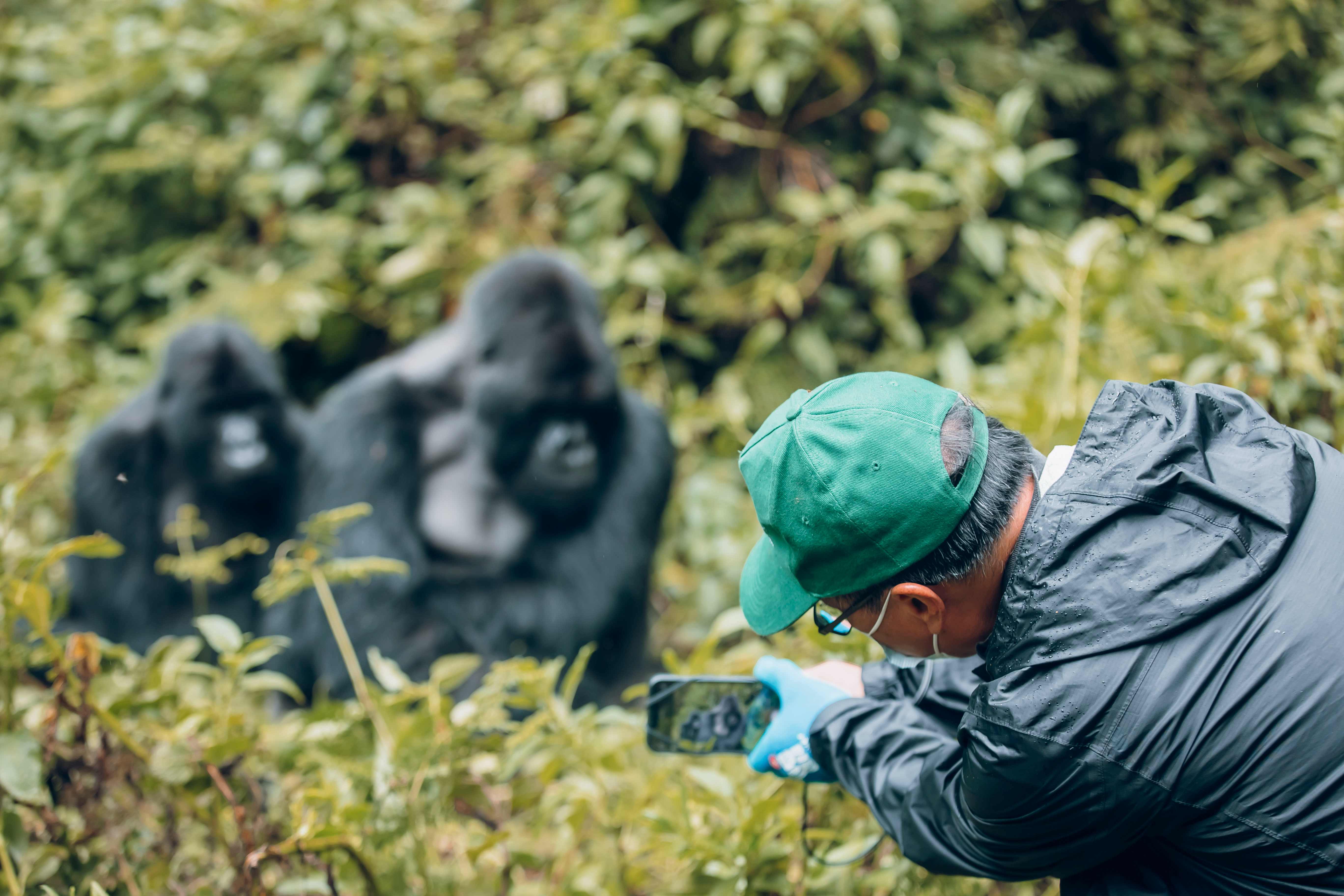MOUNTAIN GORILLA TREKKING PERMITS IN RWANDA