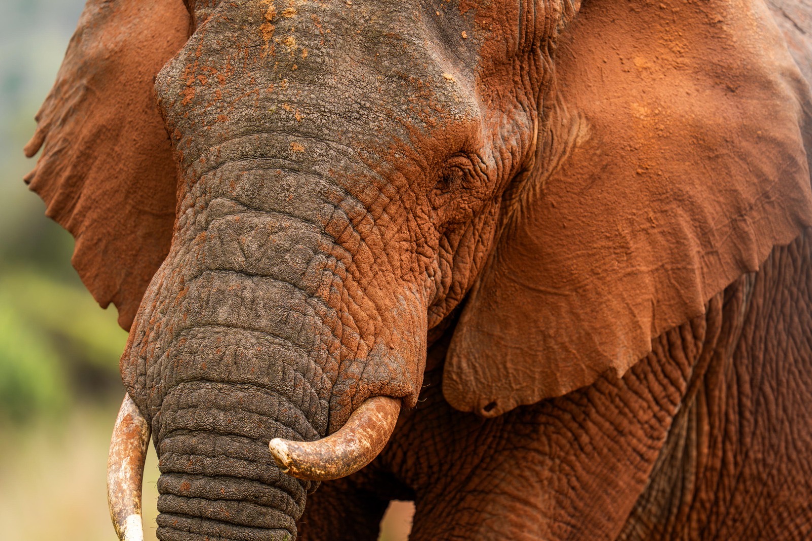RWANDA SAFARIS AND THE BIG FIVE EXPERIENCE