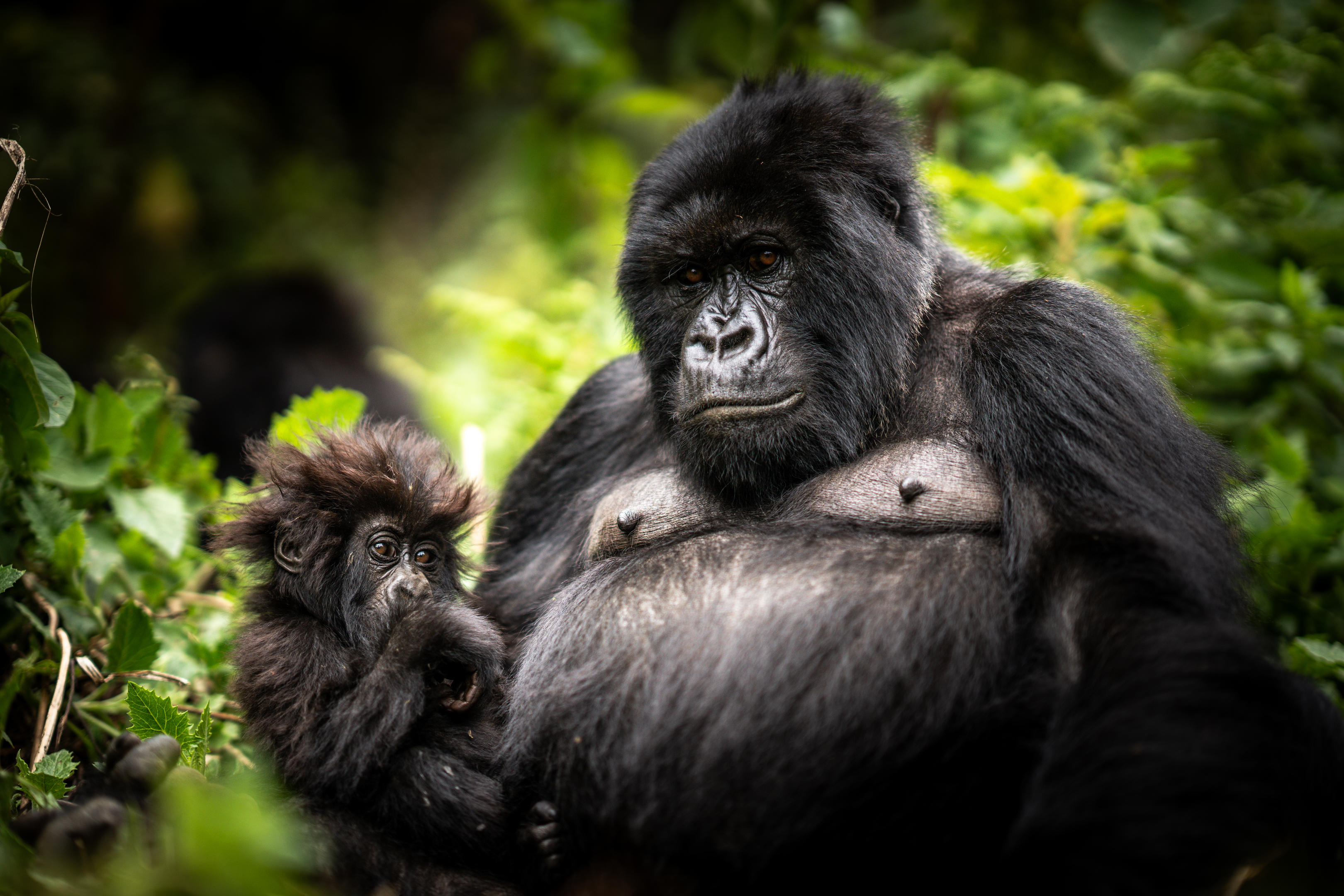 The Kings of the Mist: Meeting the Silverback Gorilla in the volcanic mountains