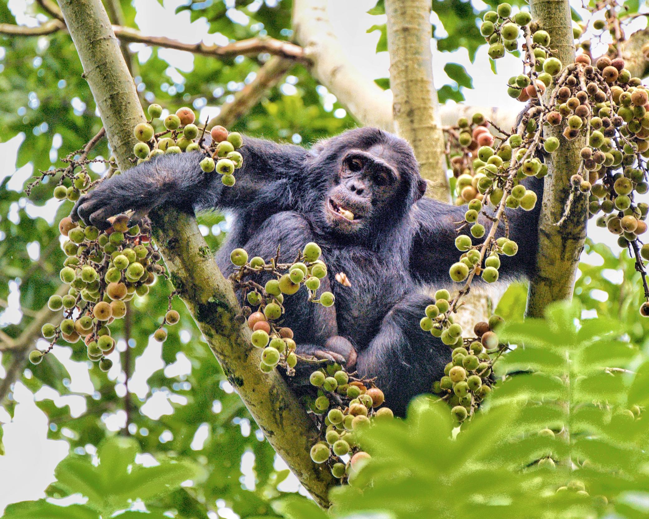 CHIMPANZEE TREKKING EXPERIENCE IN RWANDA.