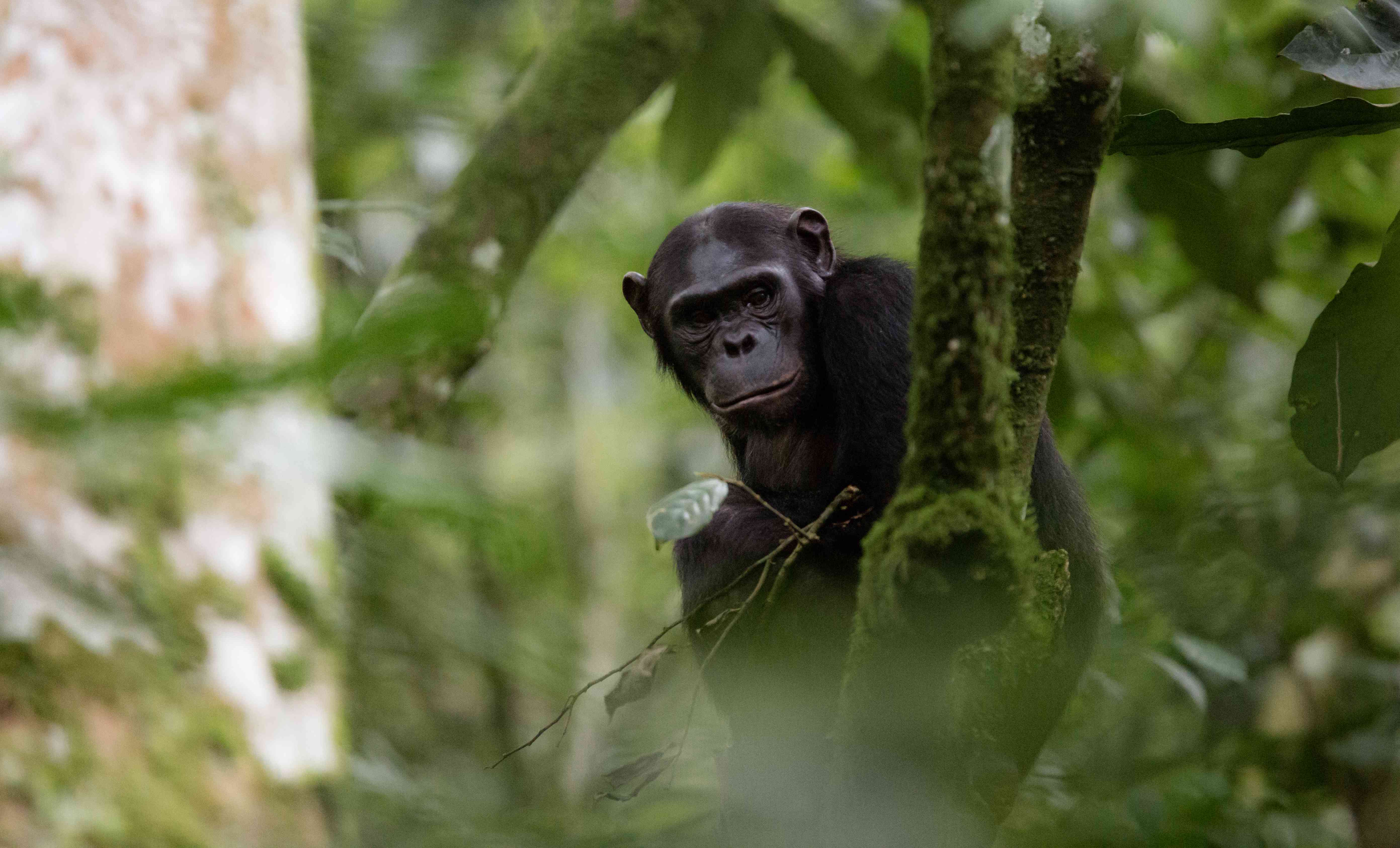 CHIMPANZEE TREKKING EXPERIENCE IN RWANDA.