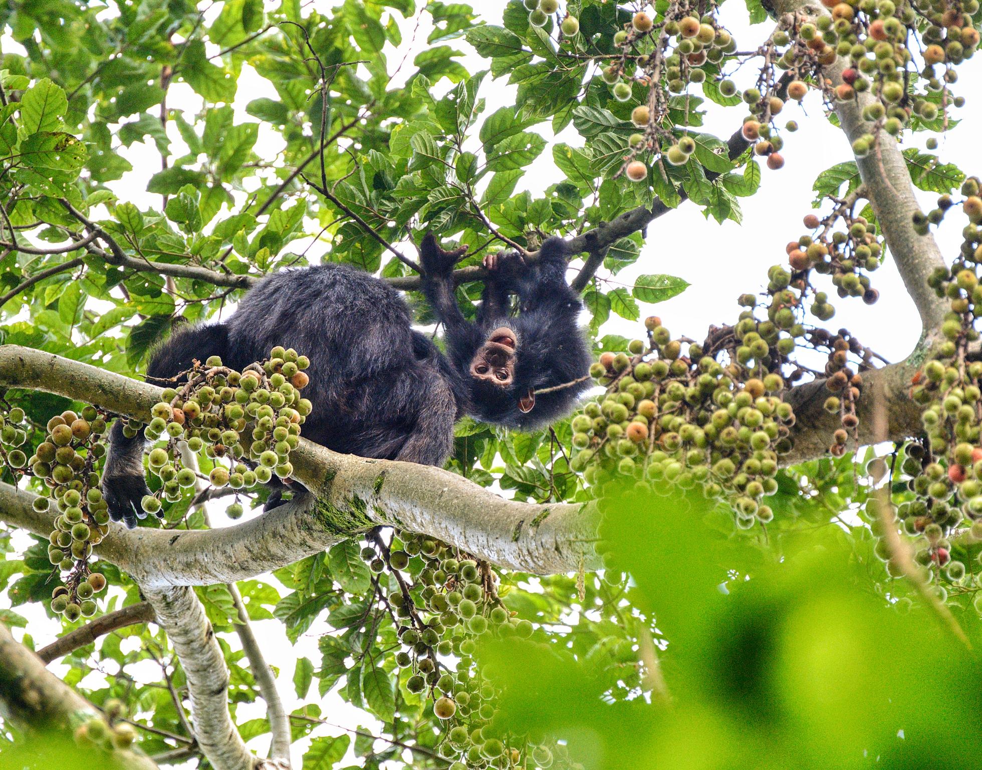 CHIMPANZEE TREKKING EXPERIENCE IN RWANDA.