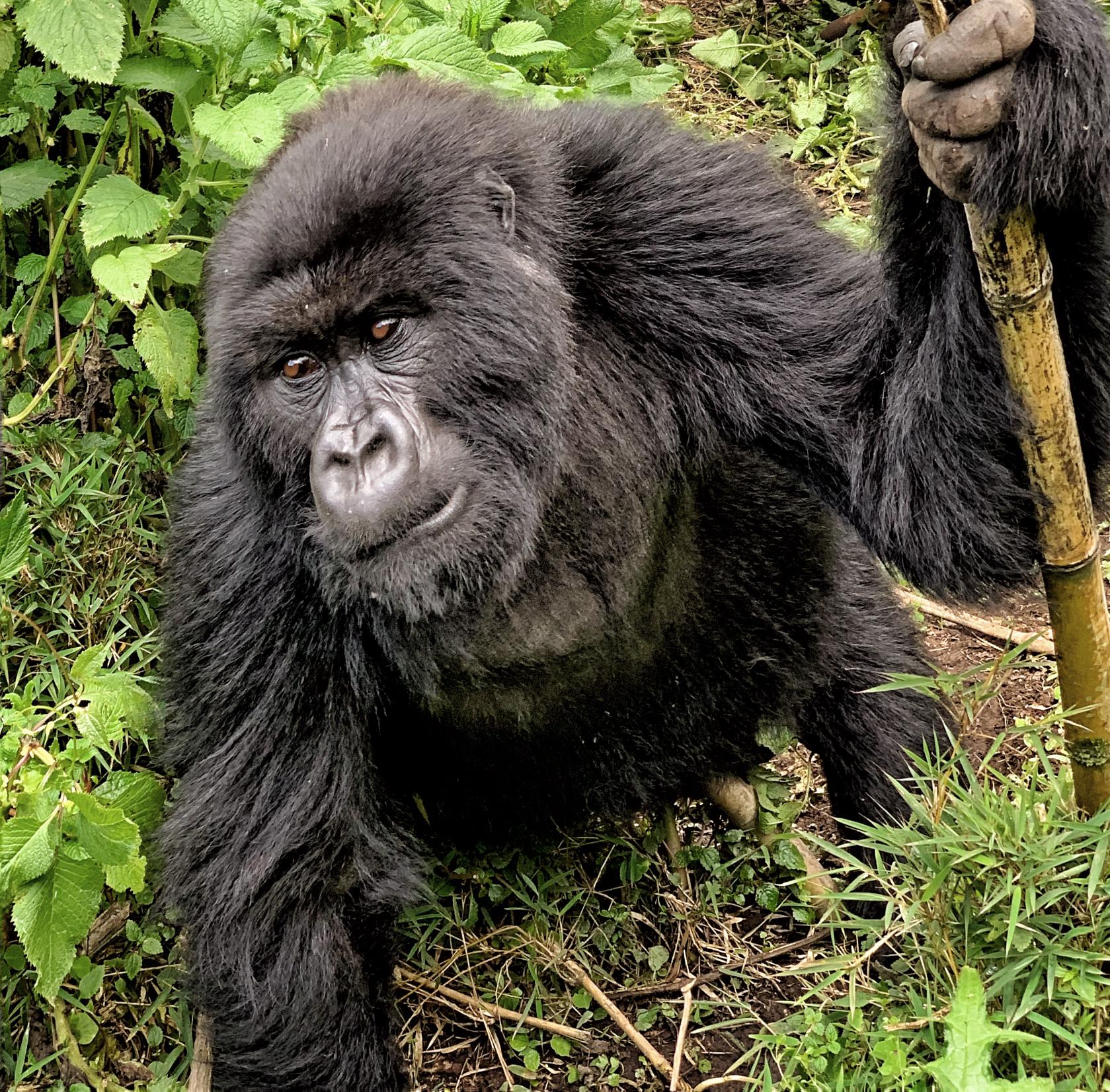 uganda