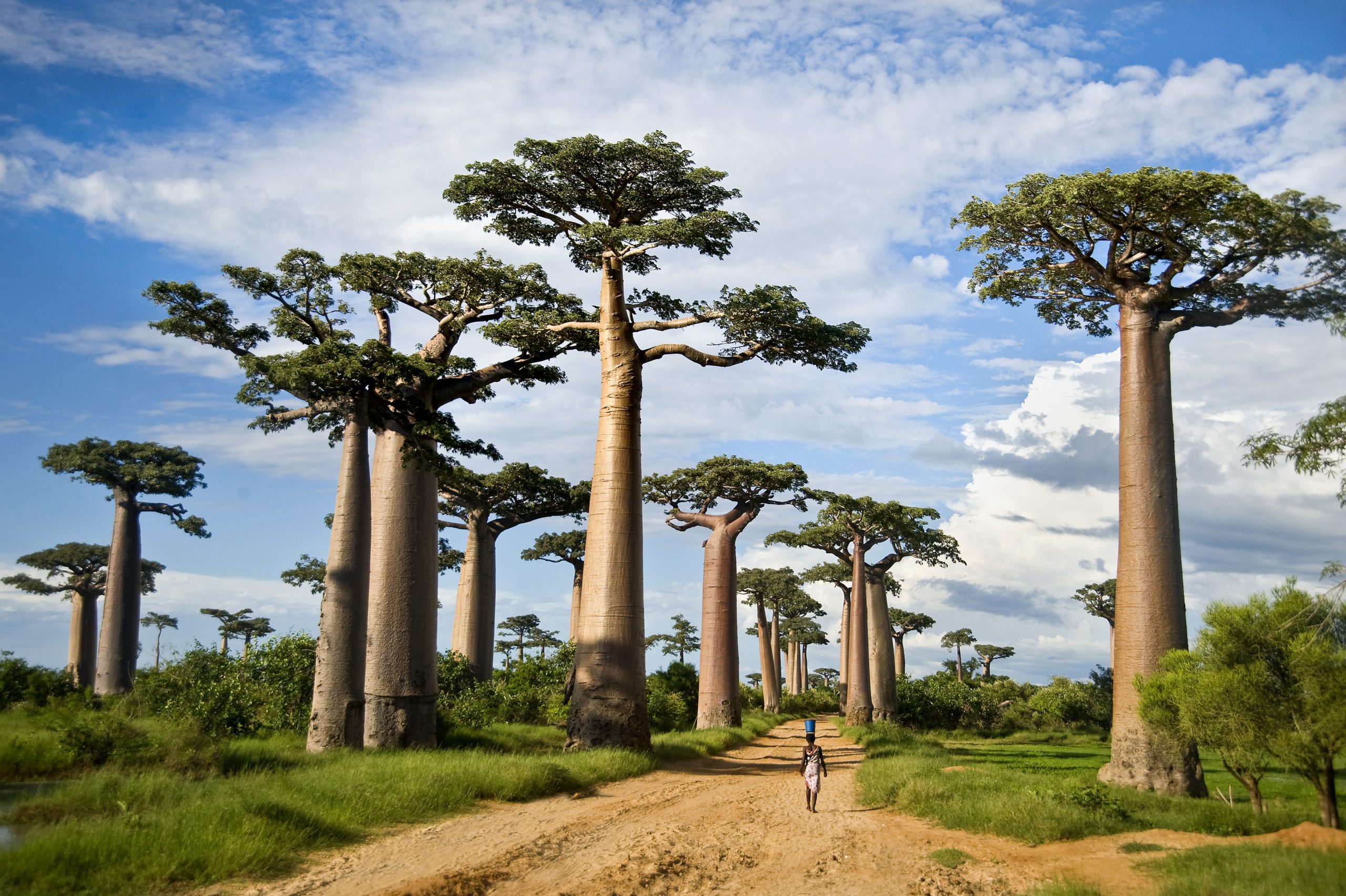 tarangire_national_park