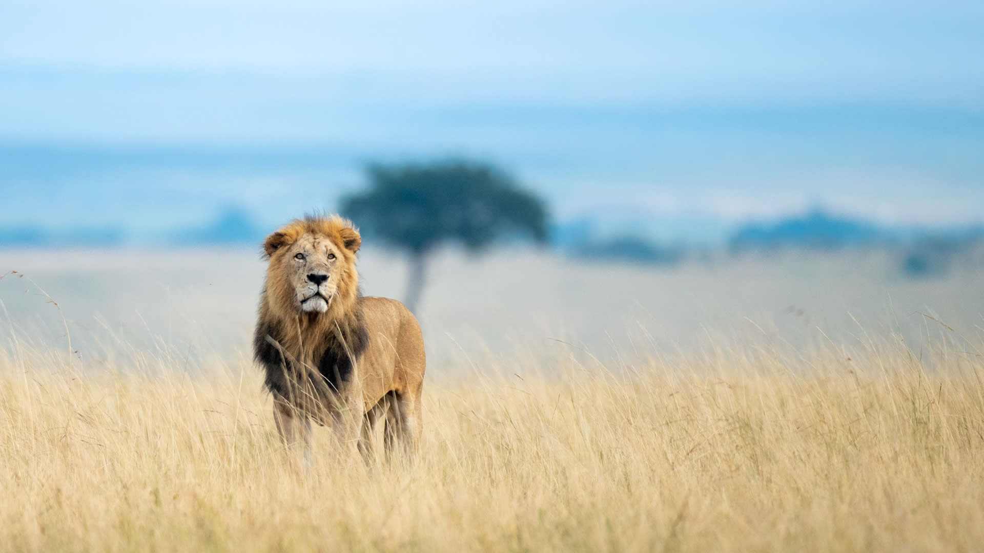 kenya