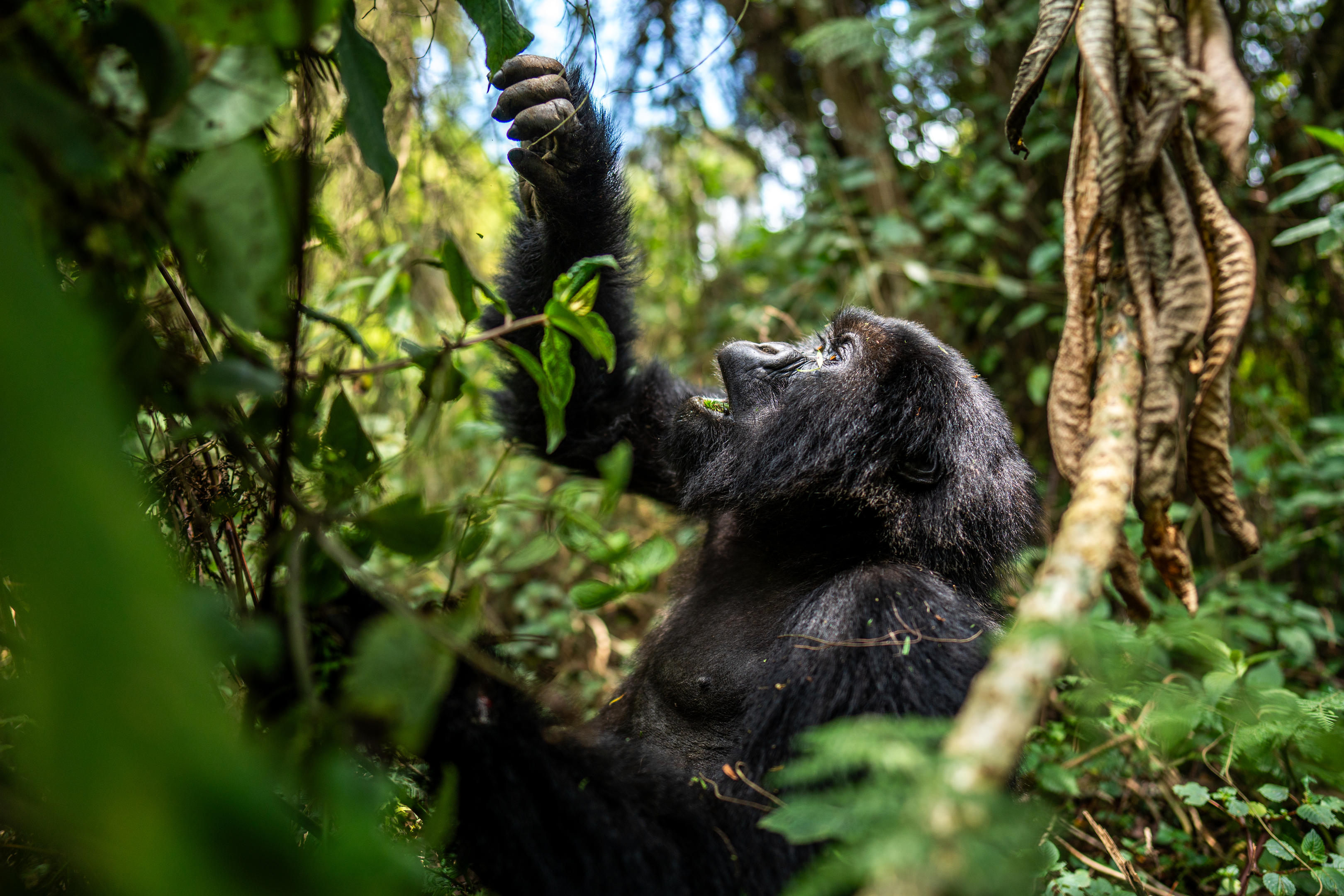 Rwanda Love story with nature, wildlife and culture