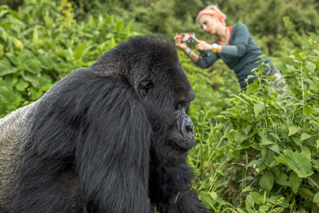 Rwanda Gorilla trekking experience & Kigali genocide memorial visit.