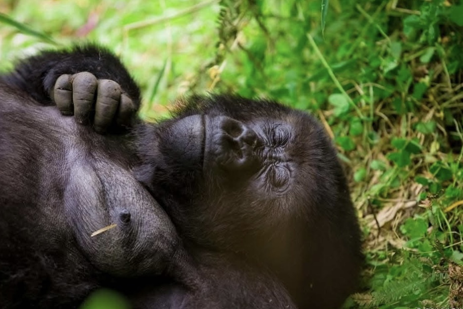 Rwanda Gorilla Trekking & Twin lakes Experience.