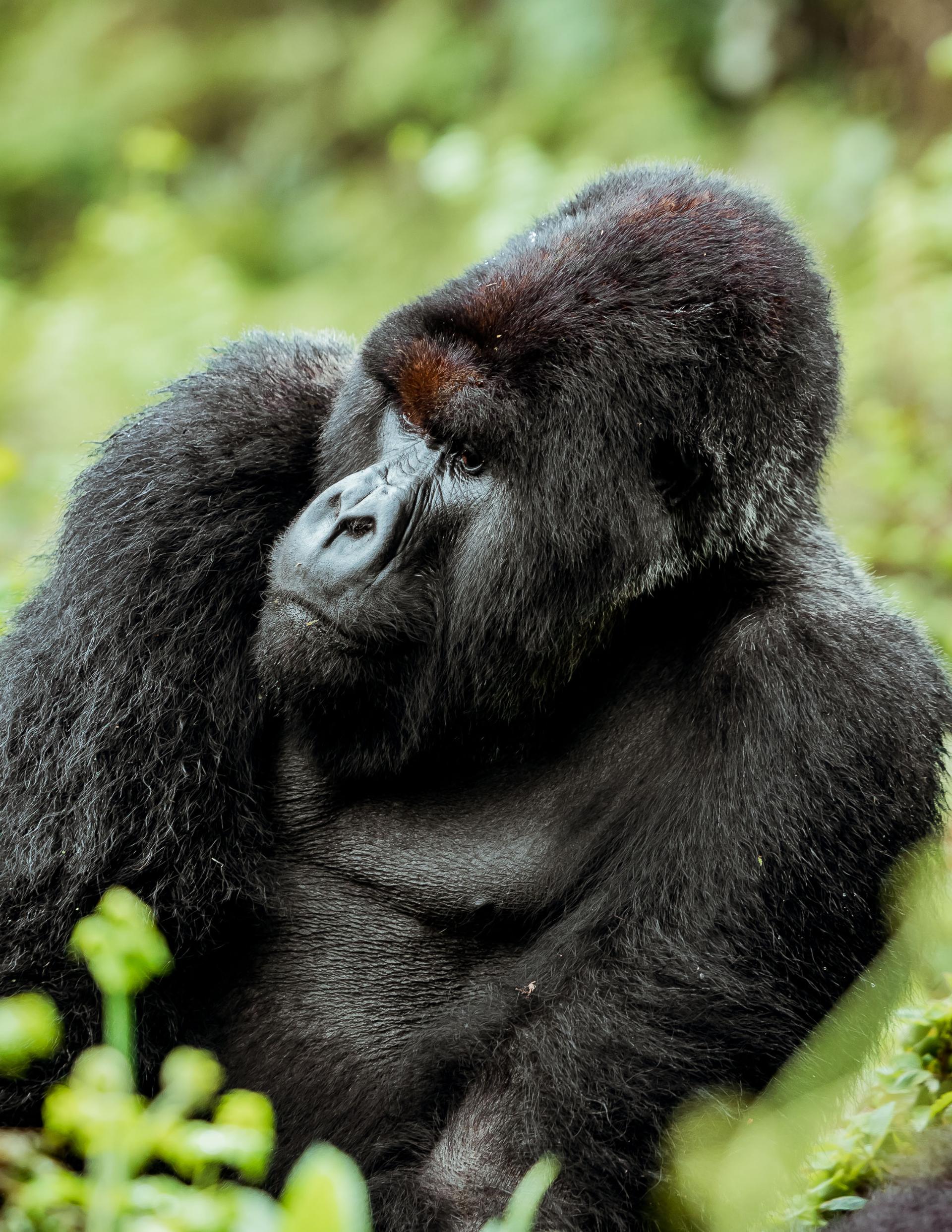Great Primate & Culture Expedition (Rwanda & Uganda)