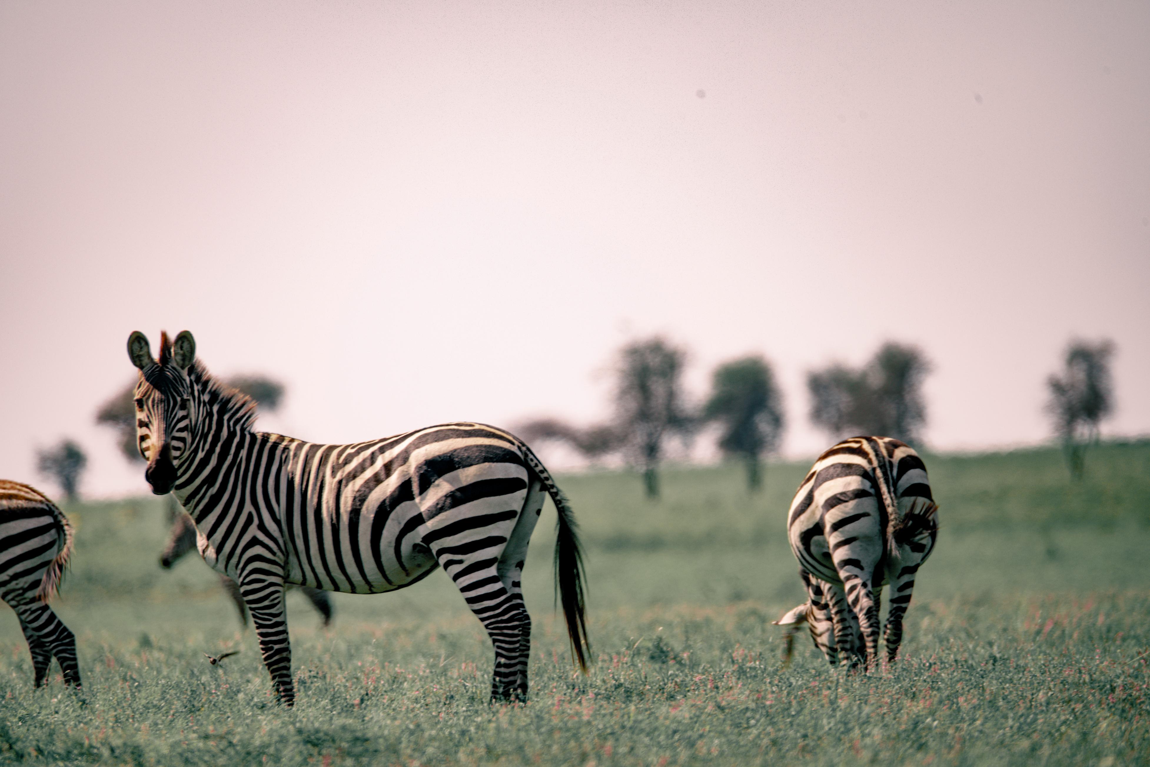 Tanzania Wildlife Safari