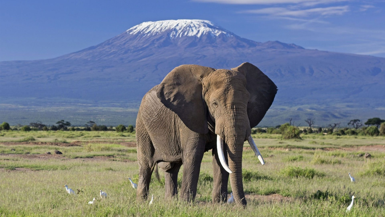 Amboseli and Mara highlights