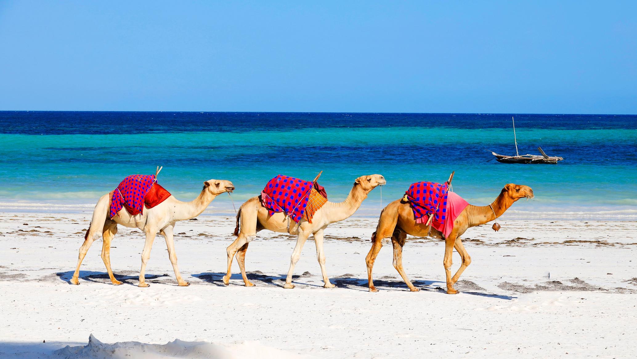 Classic Highlights of Kenya Safari & Beach Holiday.