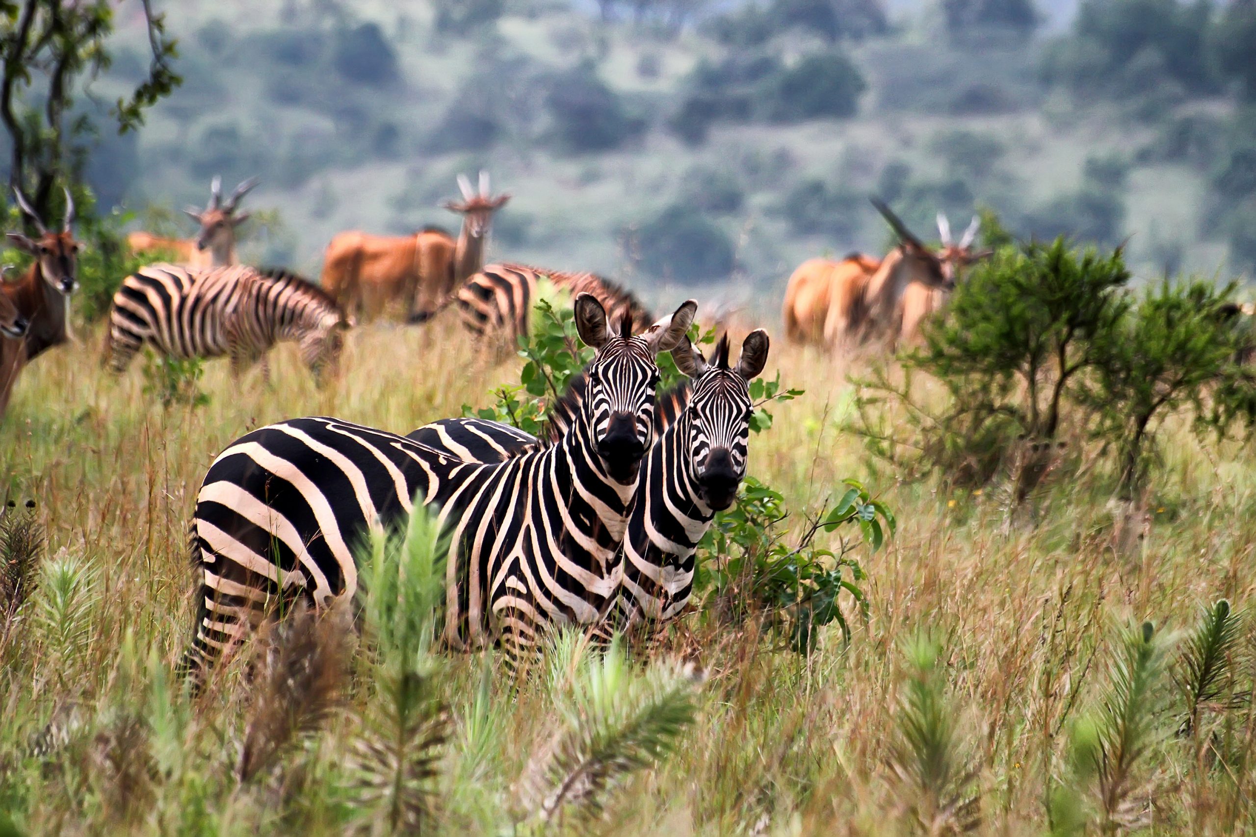 safari uganda ruanda