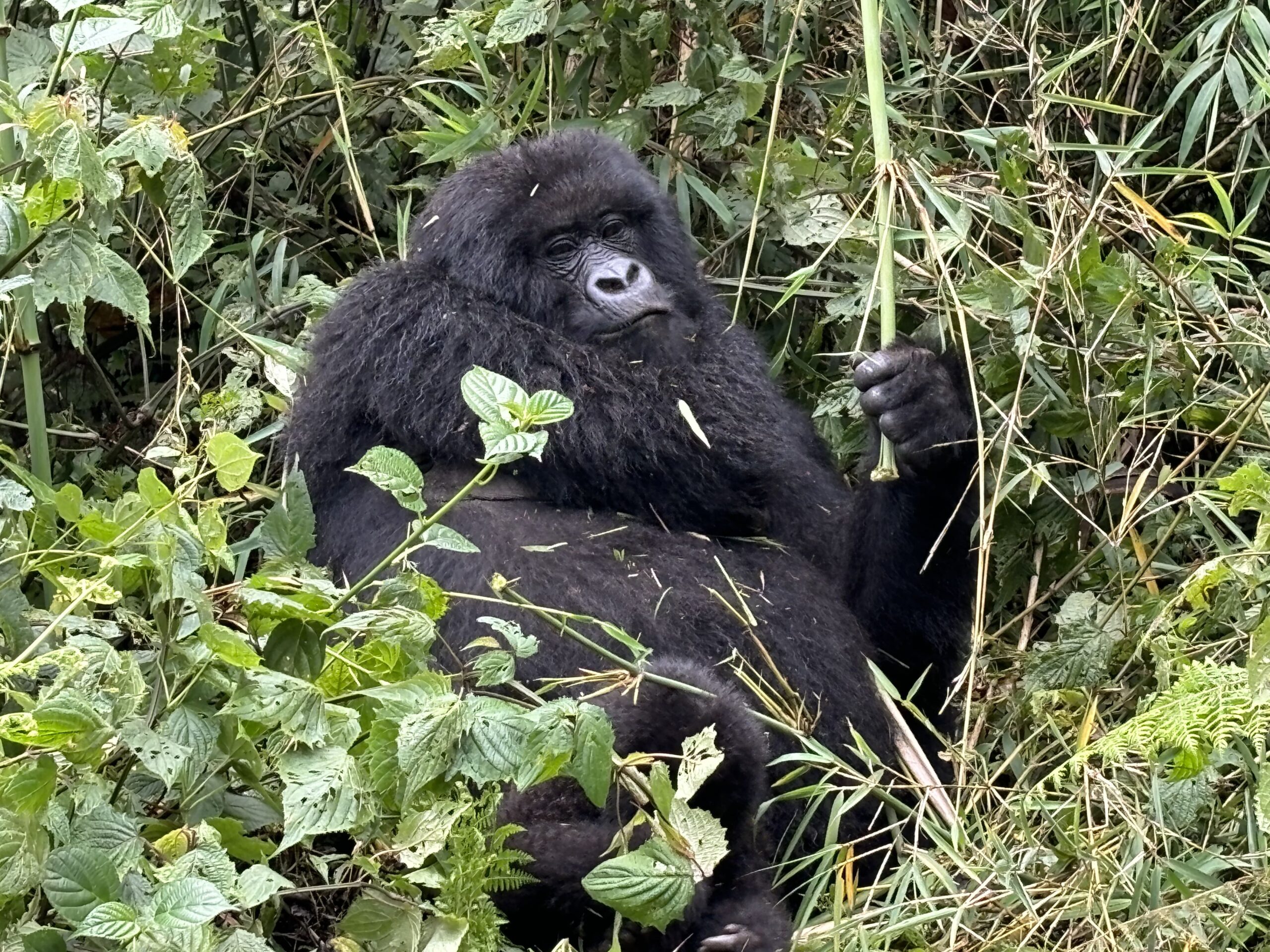 gorilla 🦍🦍
