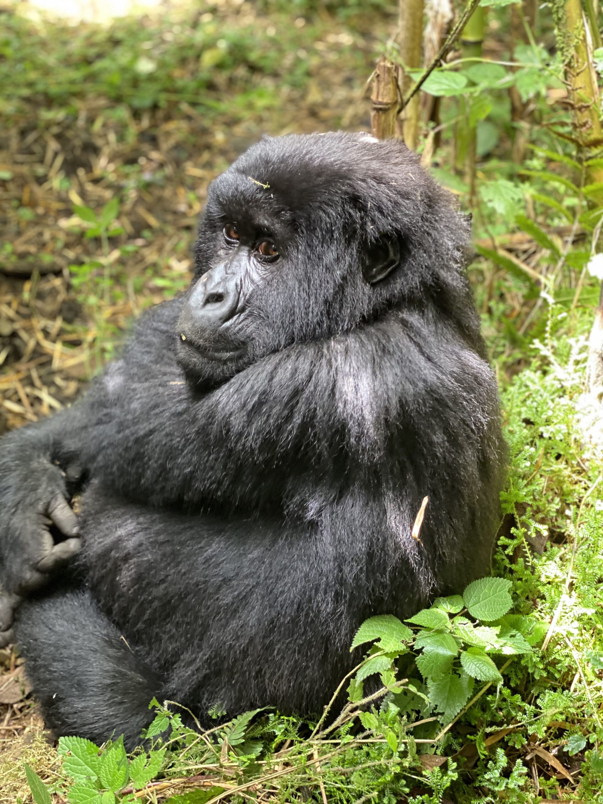 gorillas volcanoes n.p shalom safaris rwanda