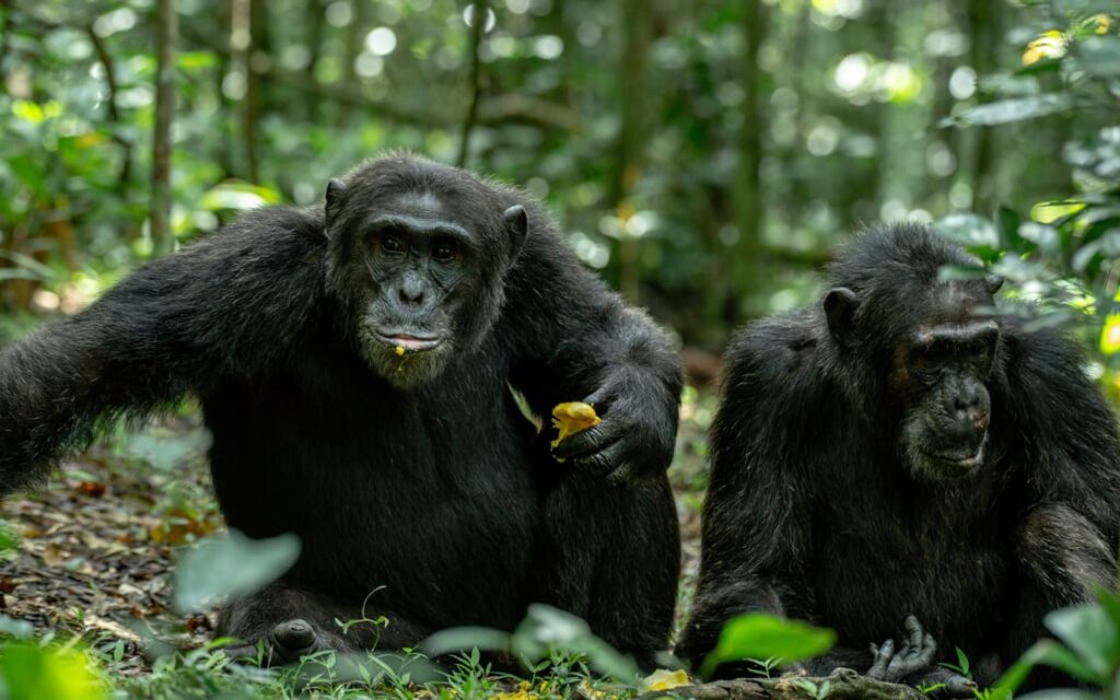 kibale chimpanzees (1)