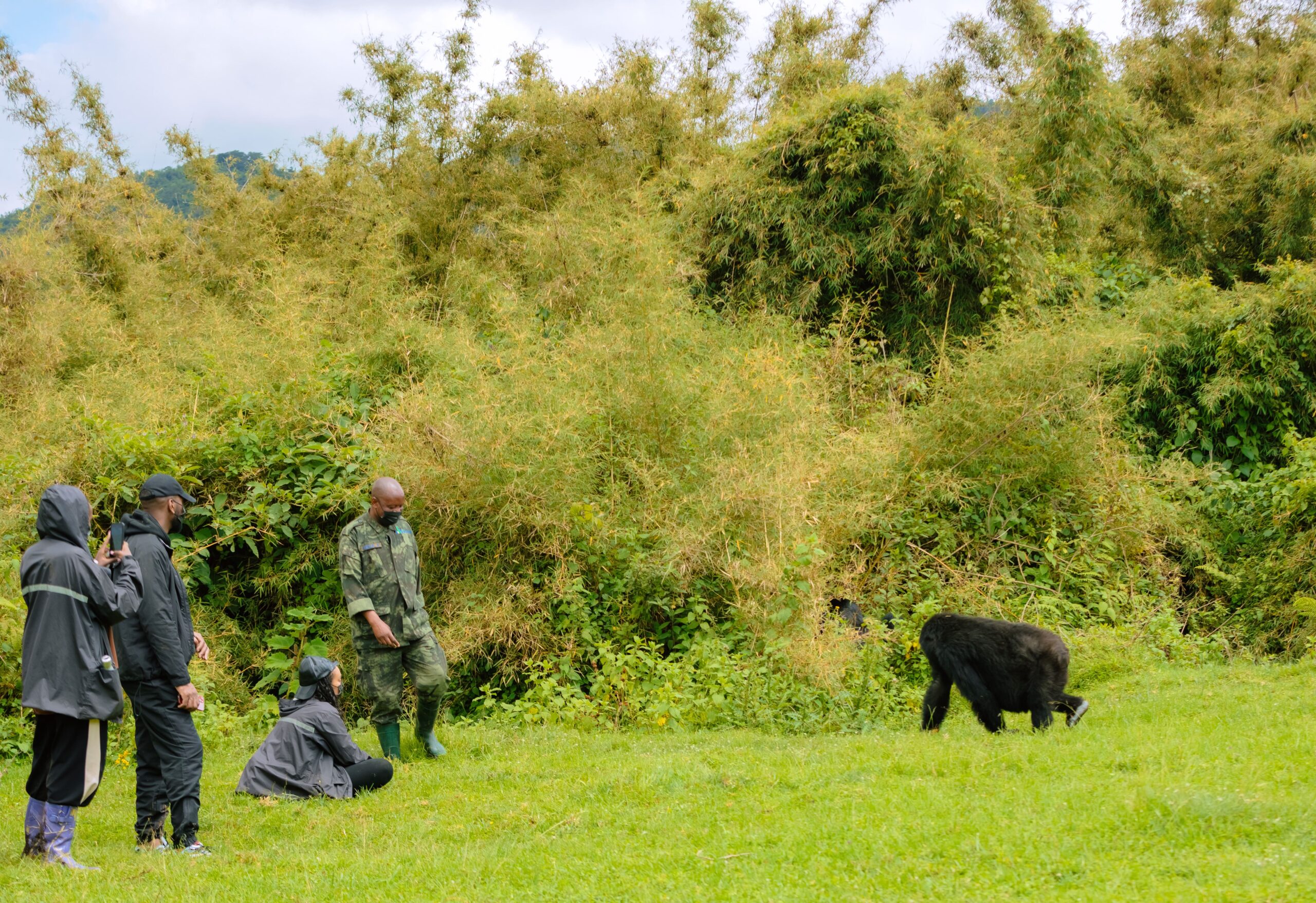 #gorillatrekking #Rwanda #shalomsafarisrwanda