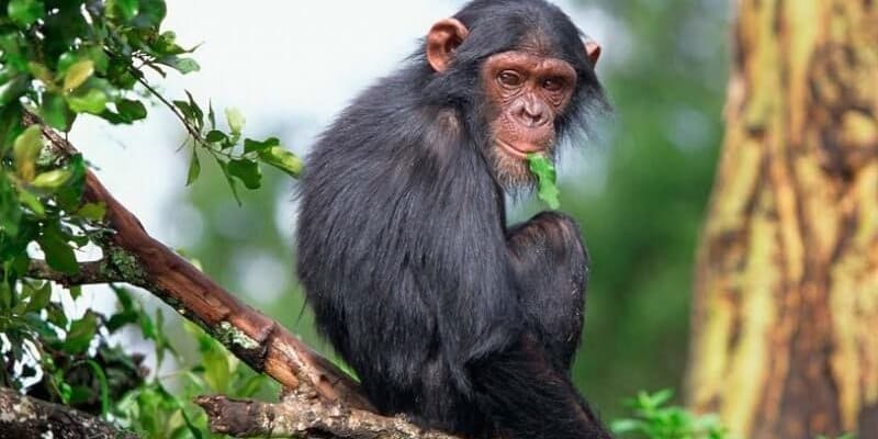 rwanda chimpanzee trekking 800x400