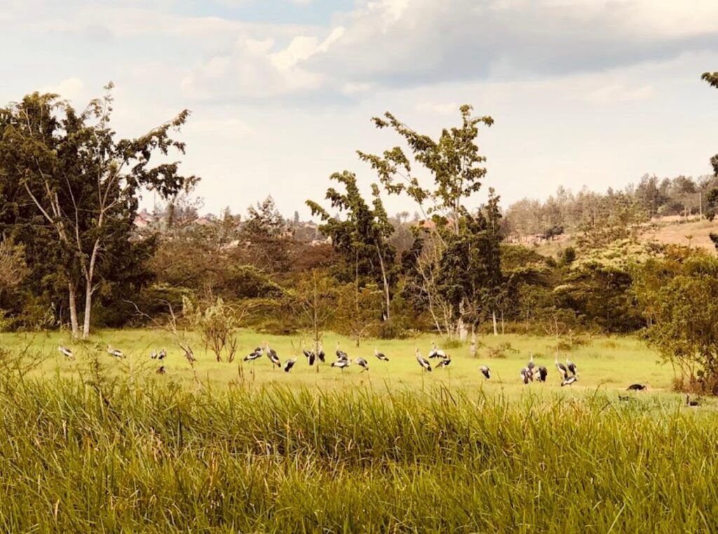 shalom safaris rwanda umusambi village