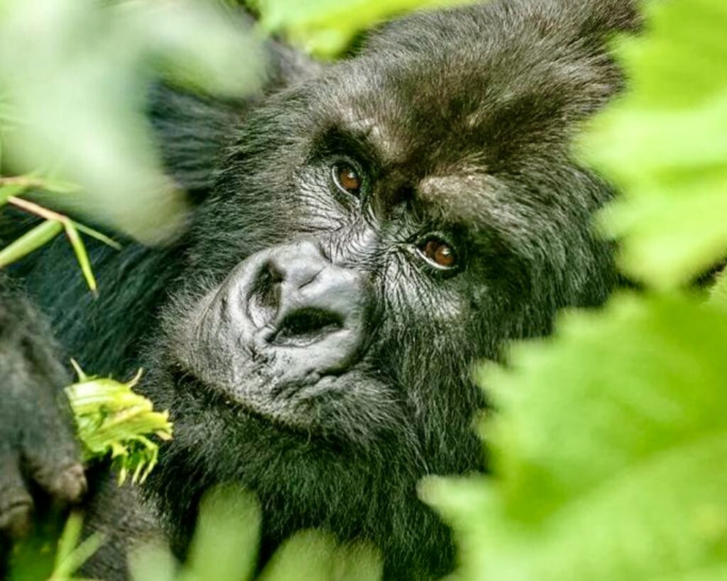 shalom safaris gorilla rwanda mountain