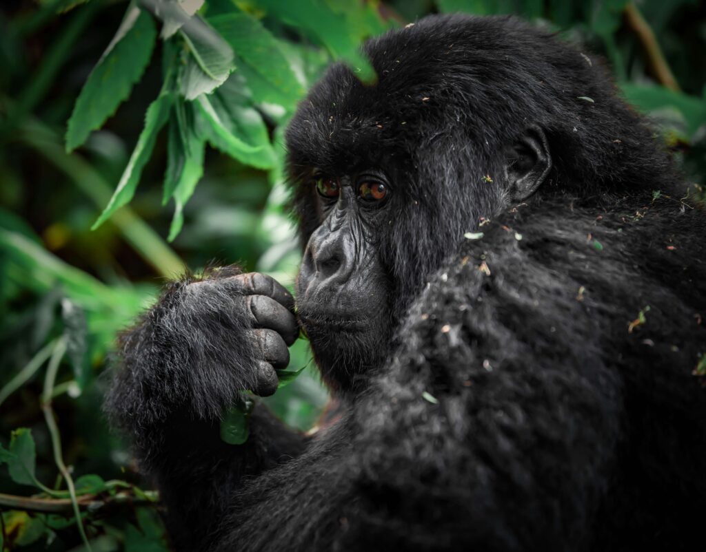 gorilla permit,rwanda,information