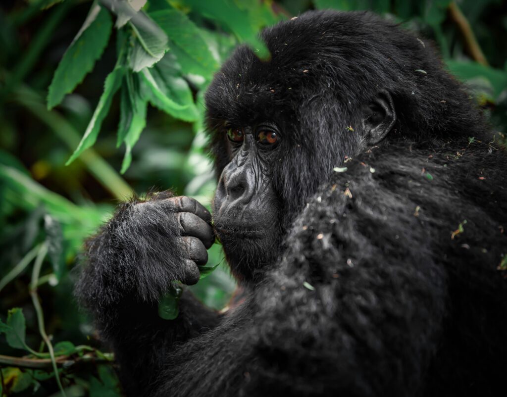 kahuzi biega national park,kahuzi biega national park congo,gorilla trekking in congo,are there gorillas in congo