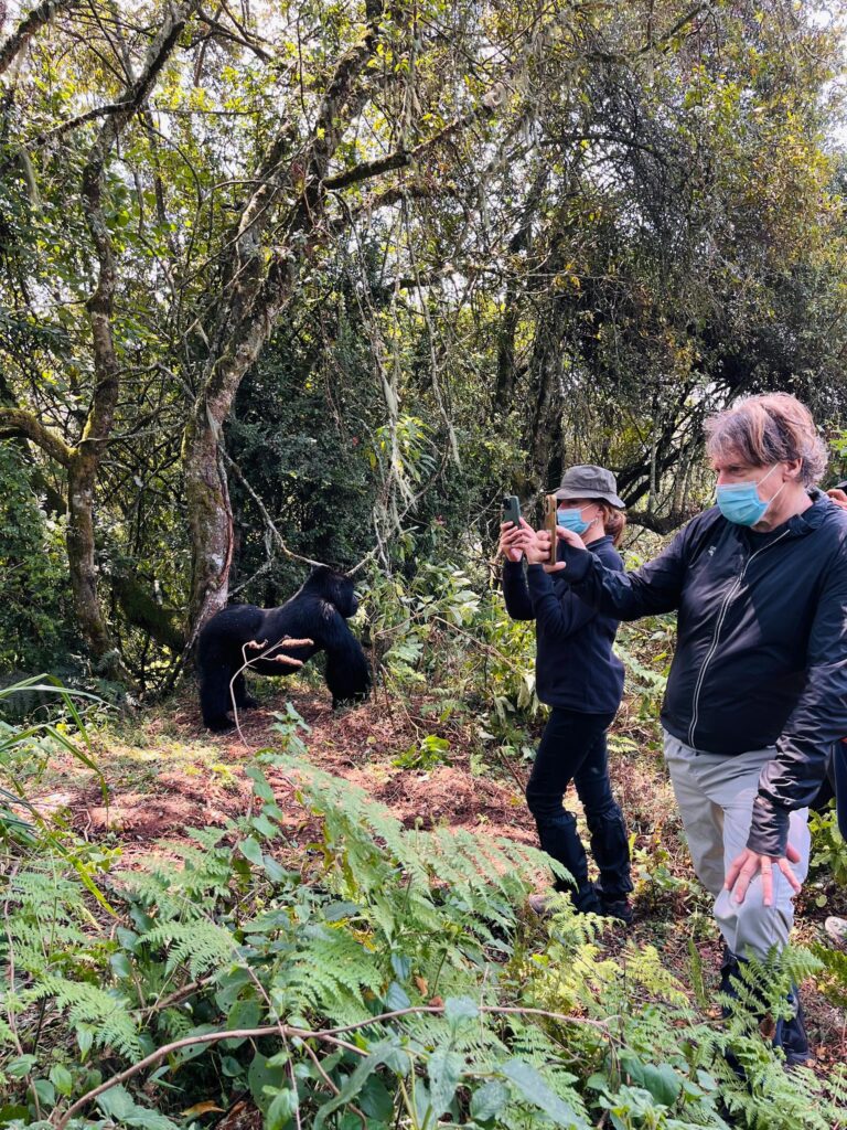 shalom safaris gorilla trekking experience in mountain volcanoes national park