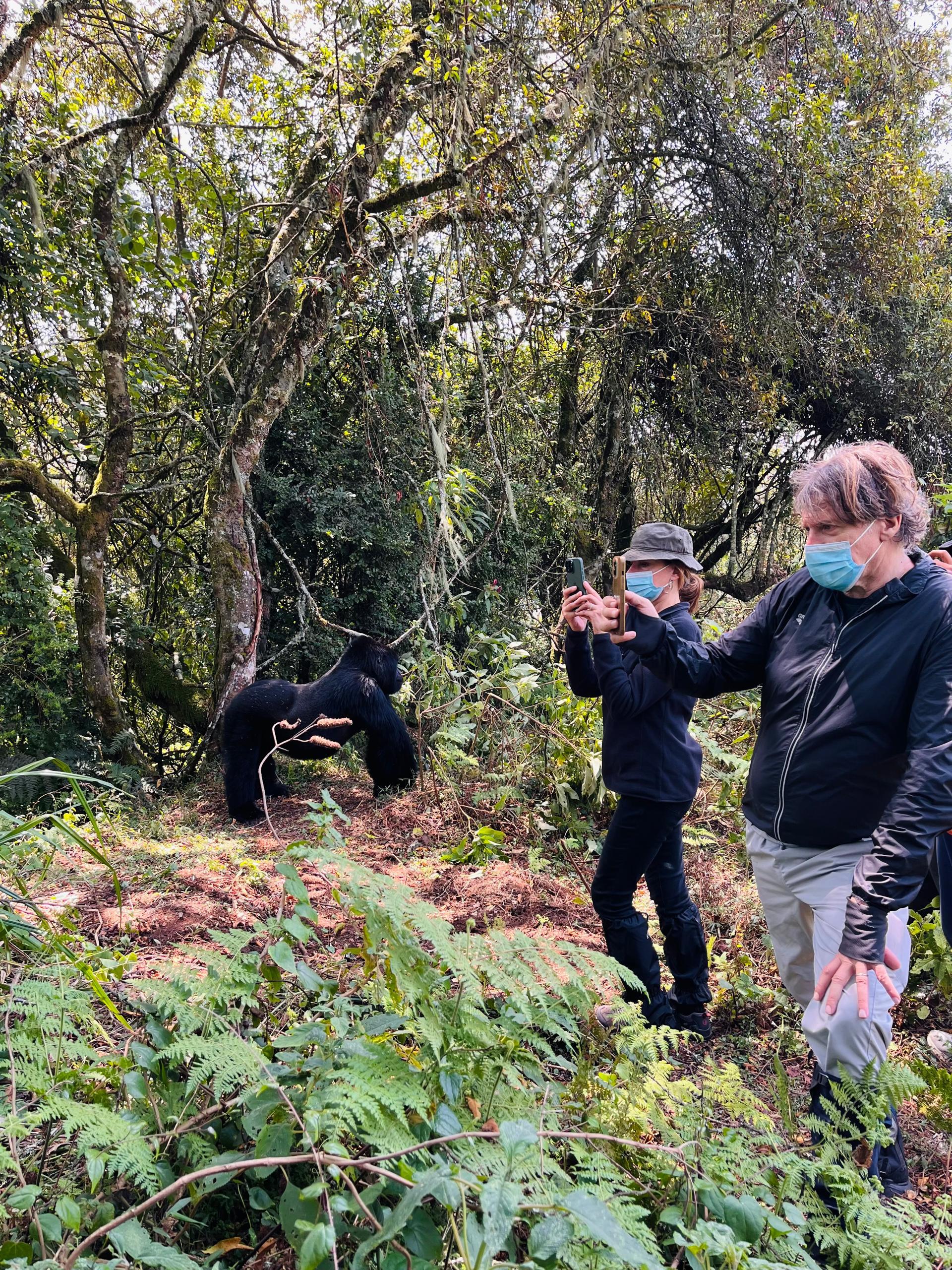 shalom safaris gorilla trekking experience in mountain volcanoes national park