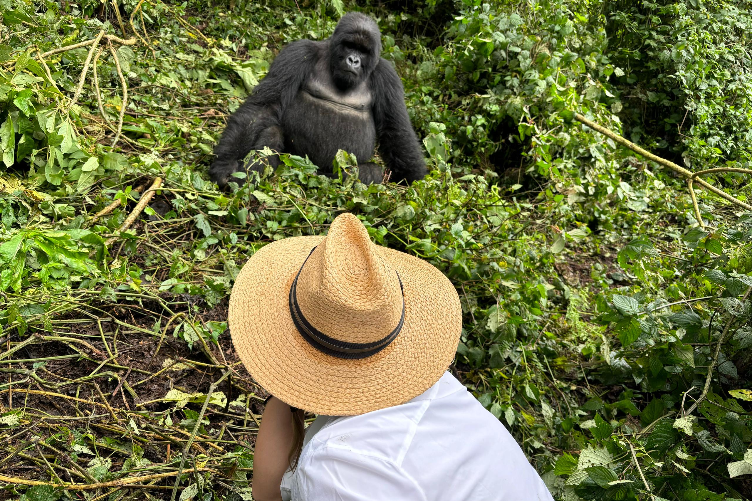 Mountain Gorillas