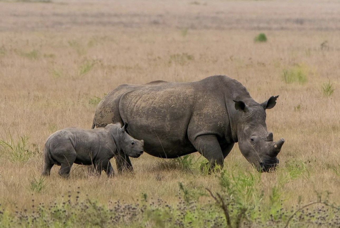 akagera rhinos rwanda copy