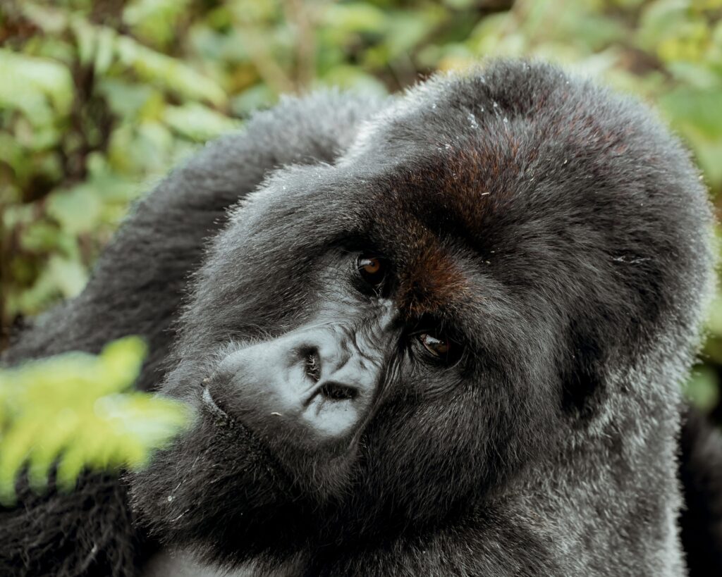 gorilla trekking in rwanda