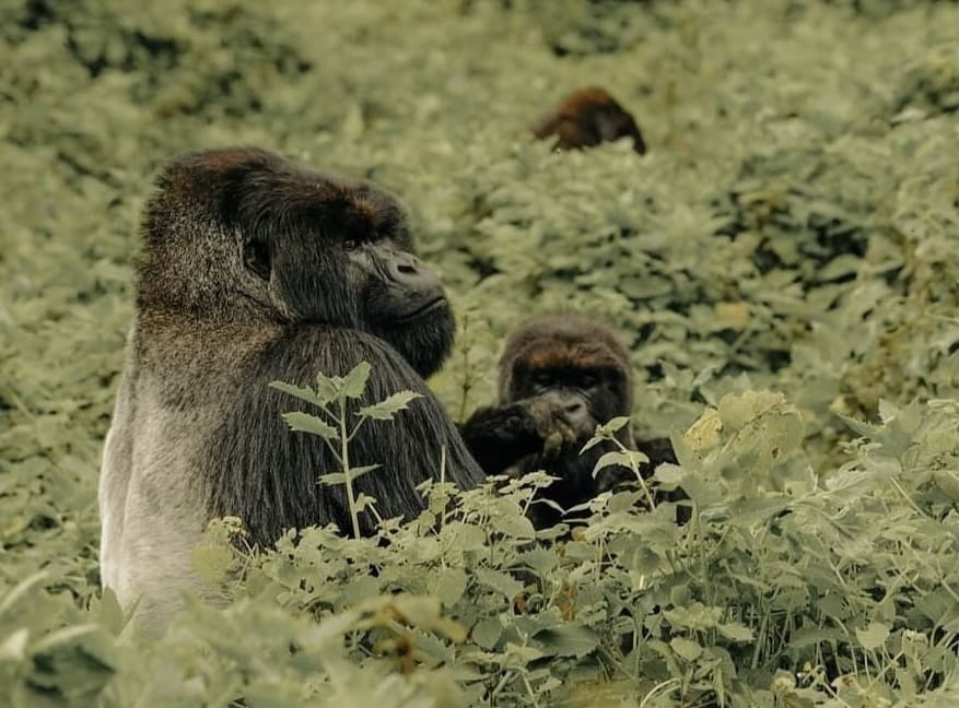 mountain gorillas,shalom safaris rwanda (1)