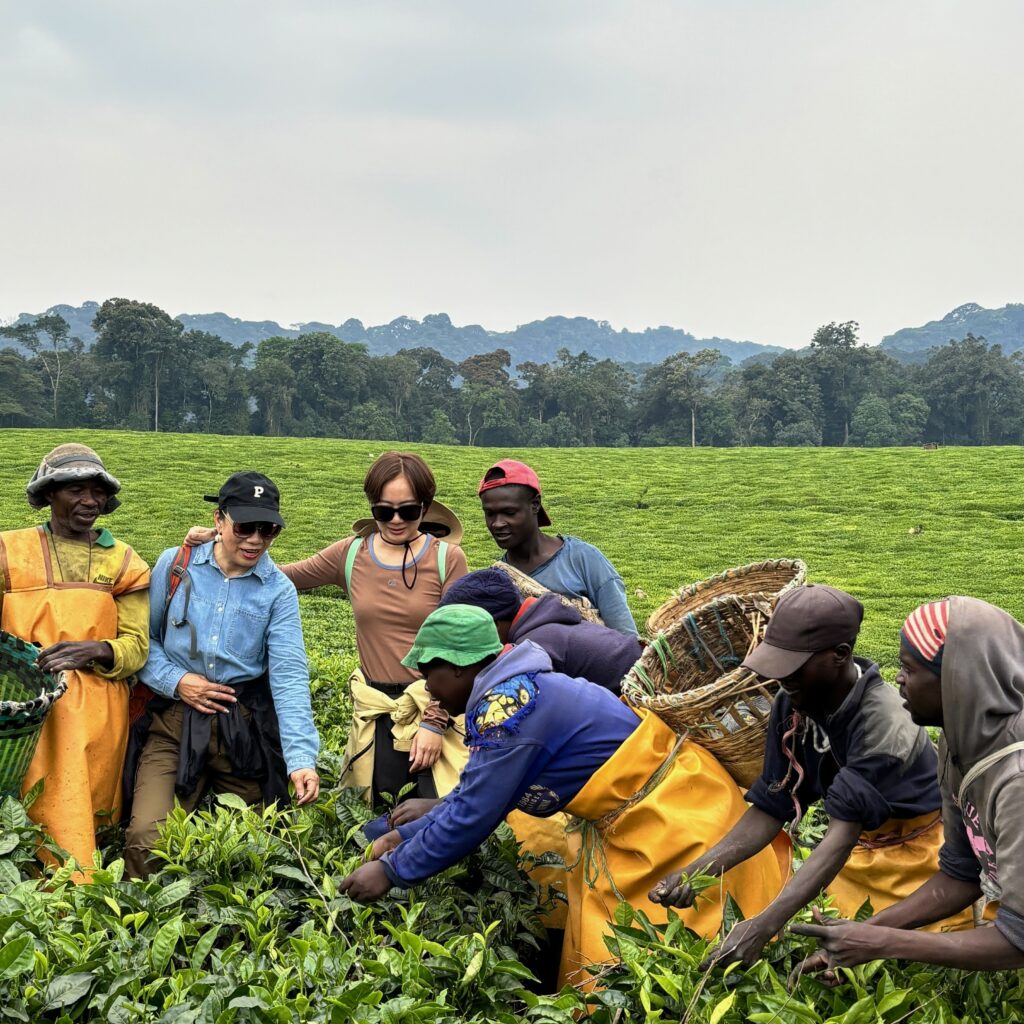 nyungwe tea plantation,shalom safaris rwanda.