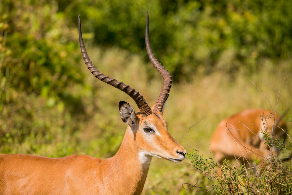 shalom safaris akagera national park (2)