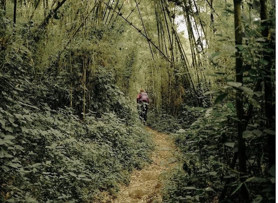 volcanoes national park,shalom safaris rwanda.