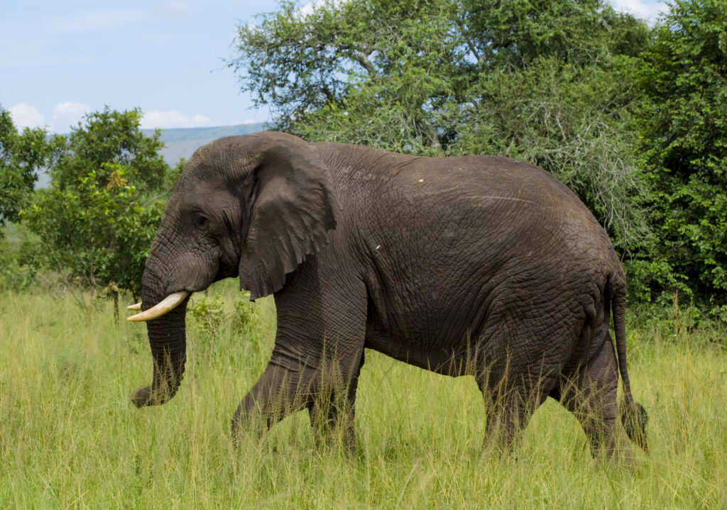 akagera national park elphettea shalom safaris rwanda 1