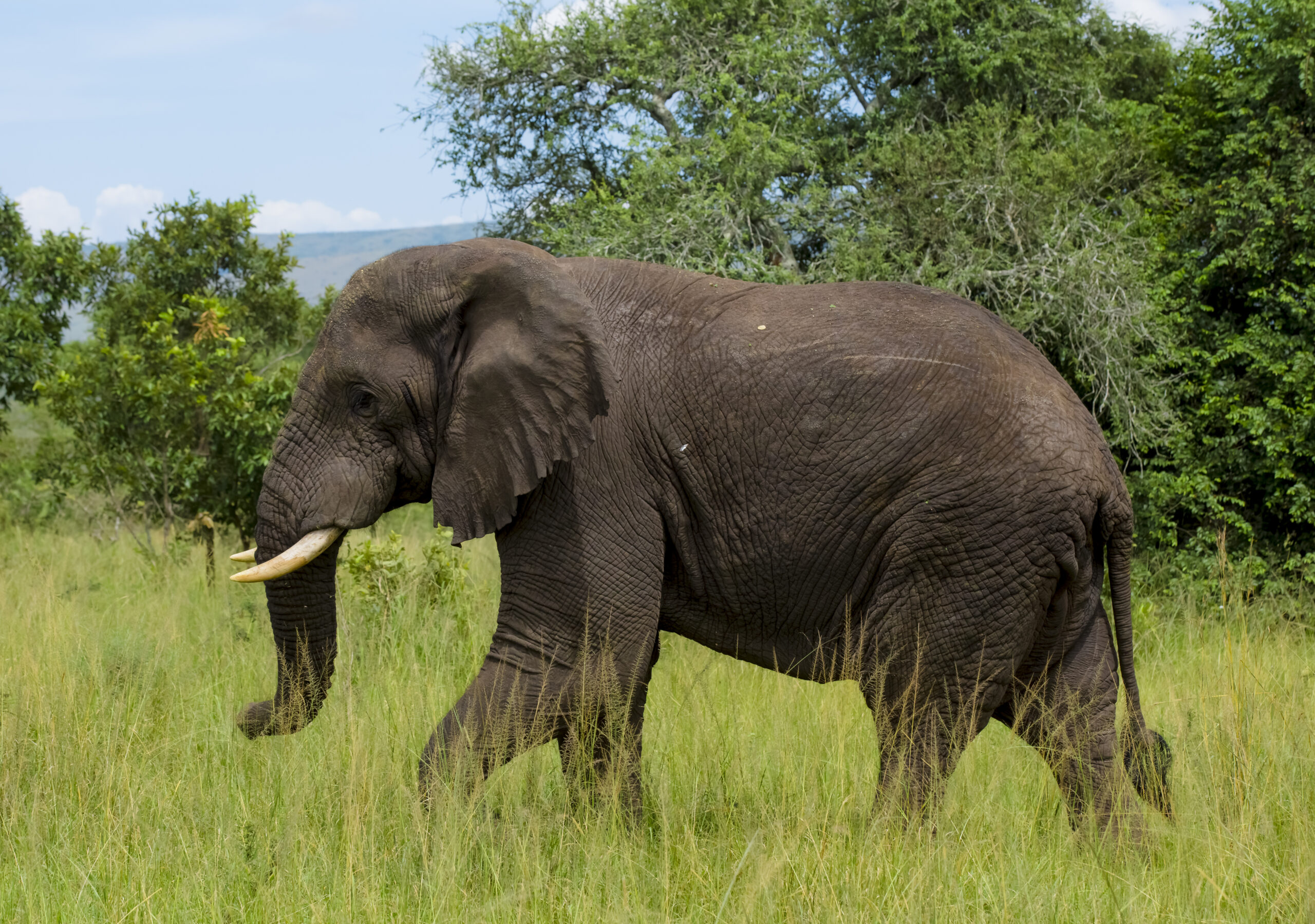 akagera national park elphettea shalom safaris rwanda