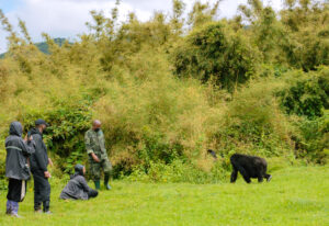 Volcanoes National Park Rwanda gorilla trakking