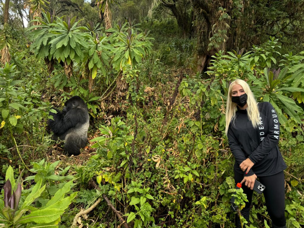 gorilla trekking in the volcanoes national park with shalom safaris rwanda