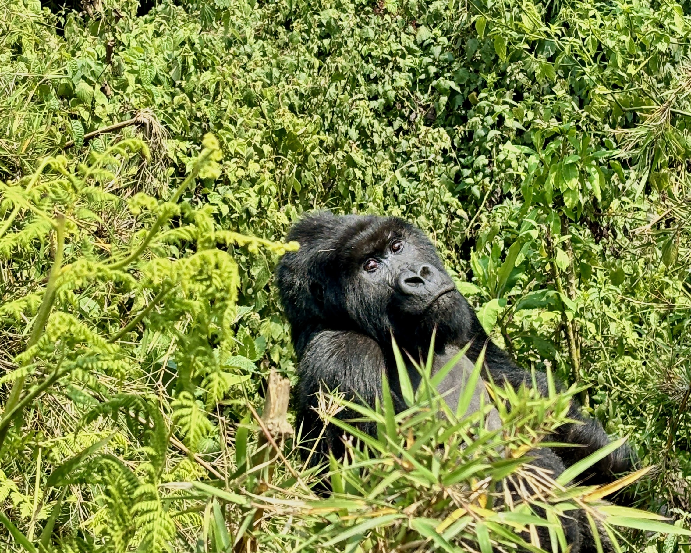 gorilla trekking,shalom safaris rwanda