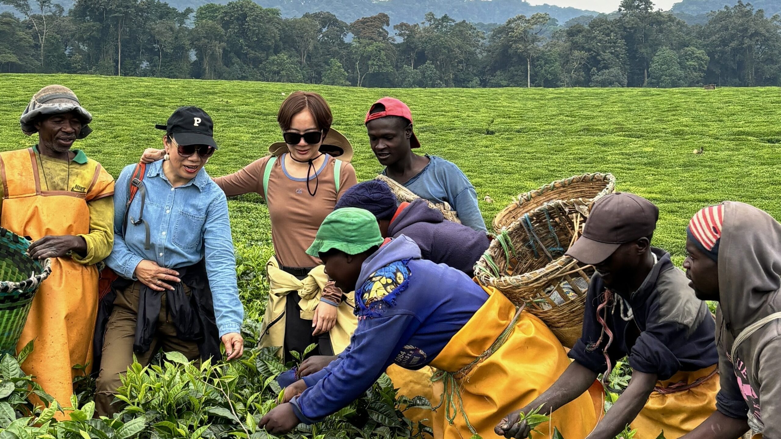 nyungwe tea plantation,shalom safaris rwanda.