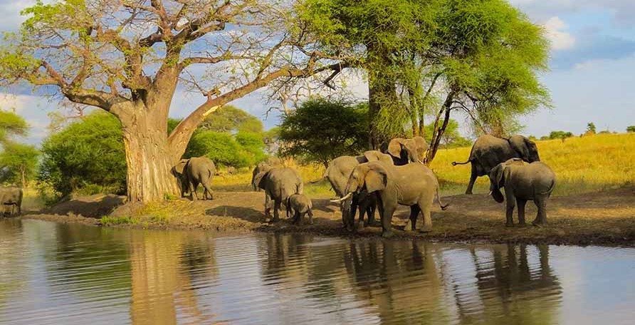 the most beautiful things about tarangire national park 1