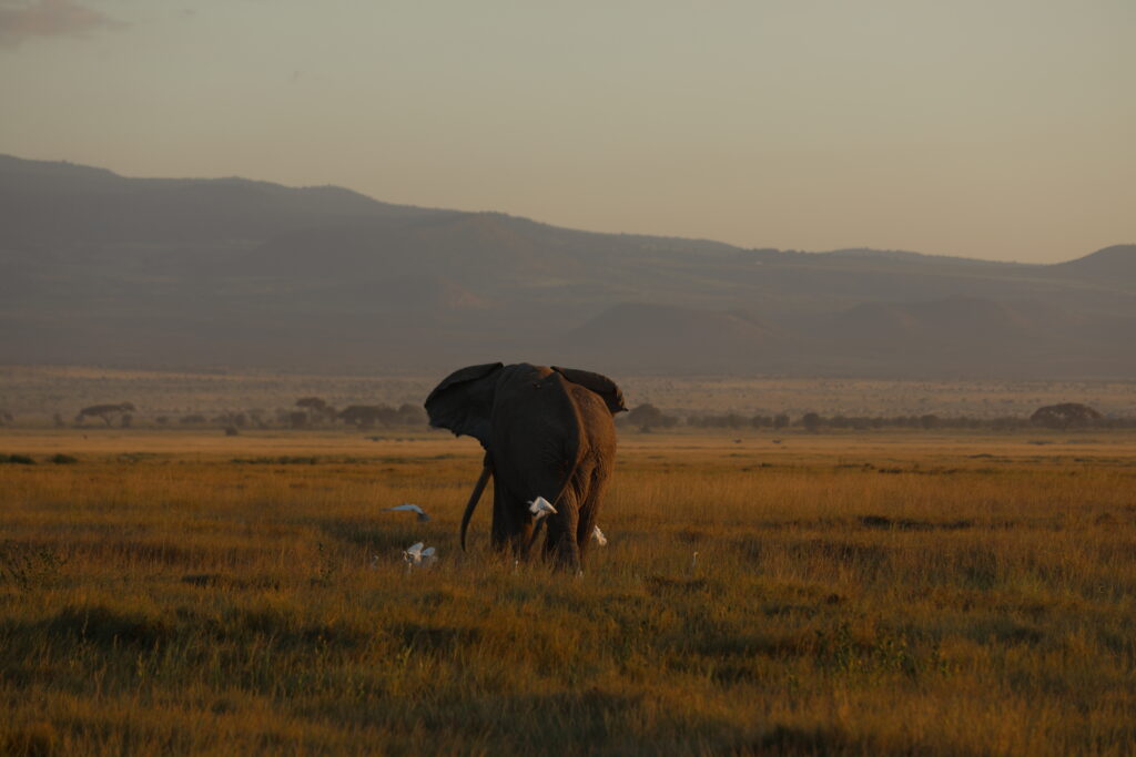 masai mara