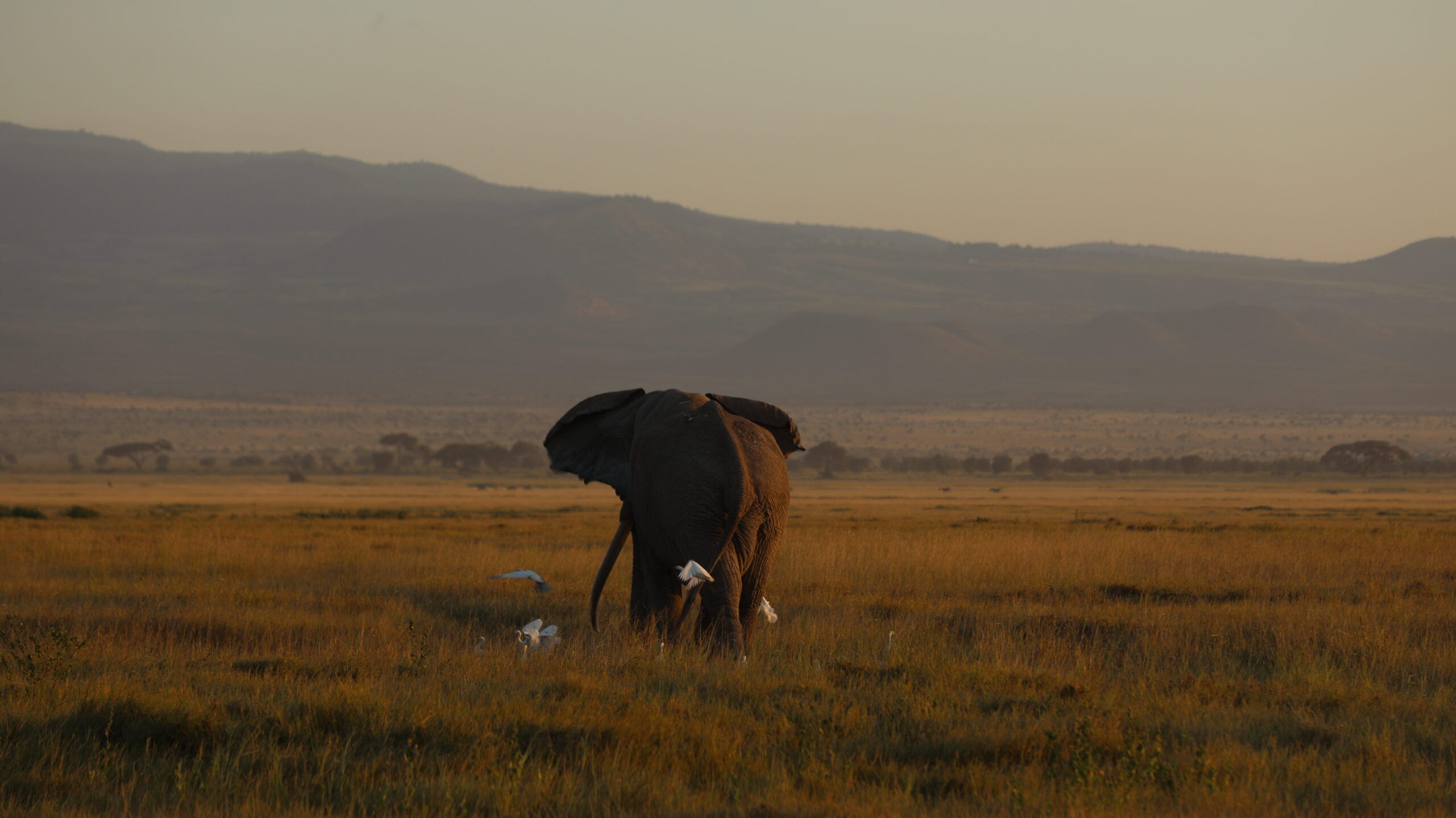 masai mara