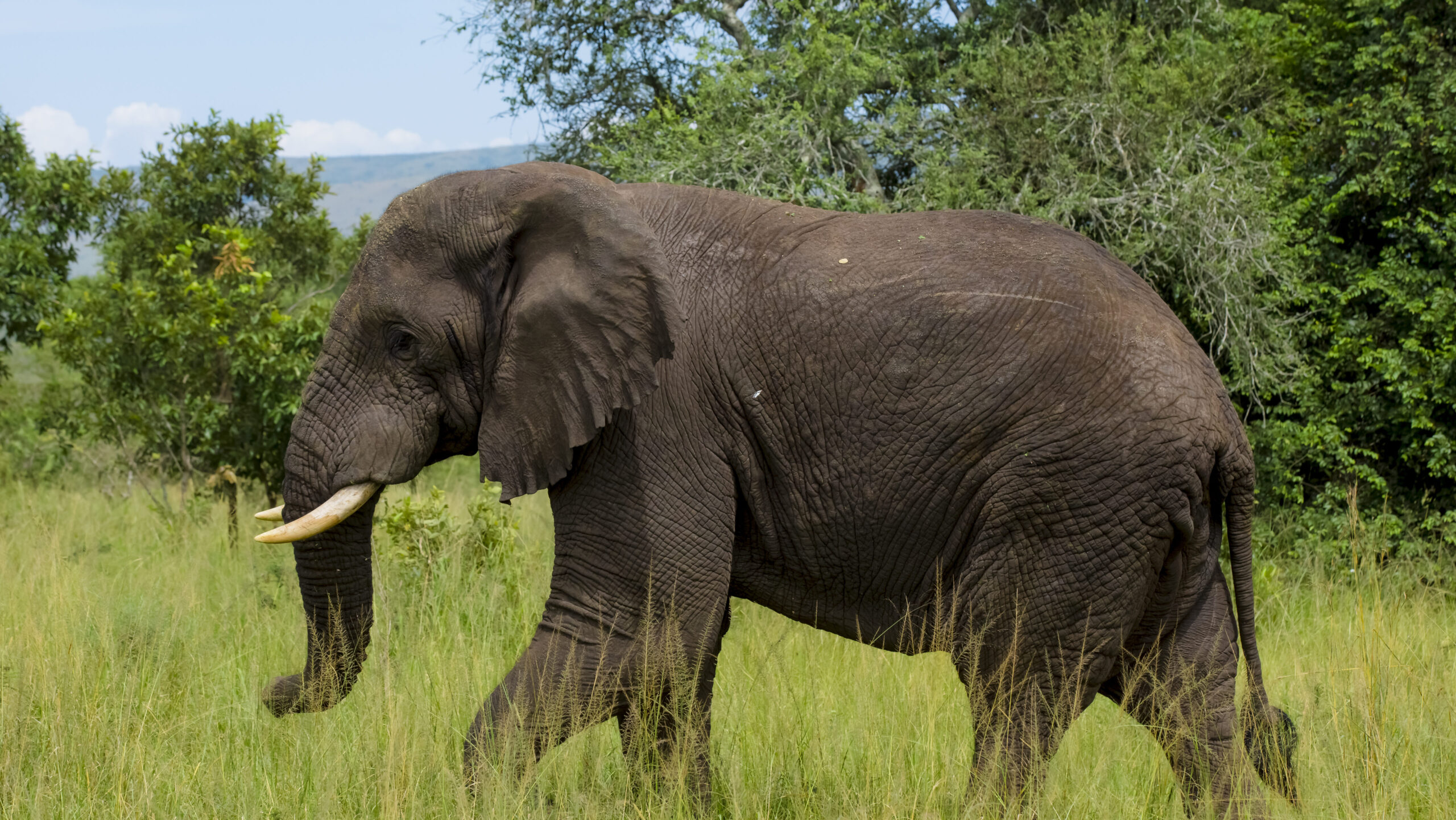 akagera national park elphettea shalom safaris rwanda