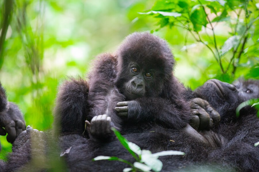 baby gorilla 2