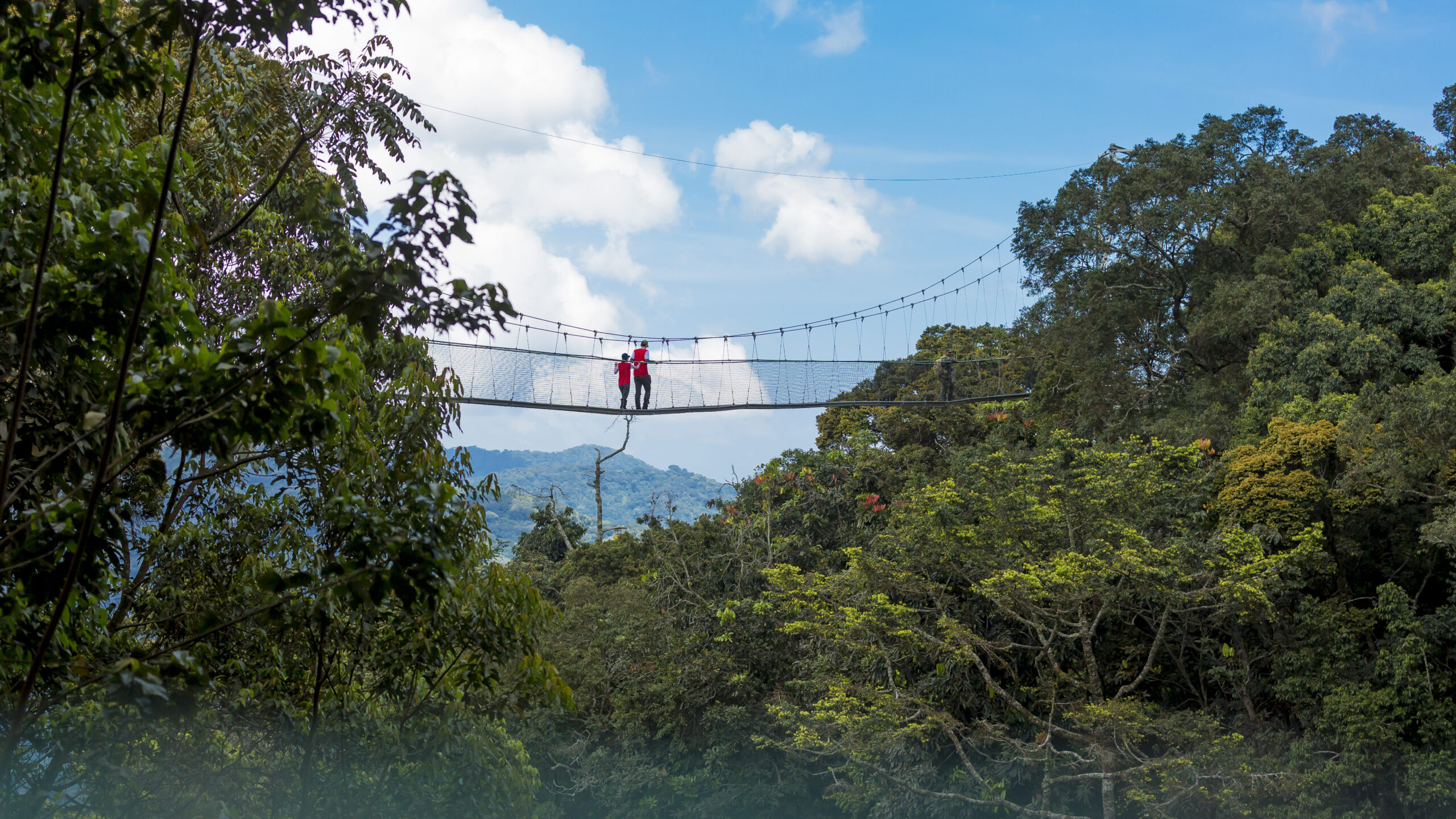 rwanda canopy walk way shalom safaris nyungwe national park