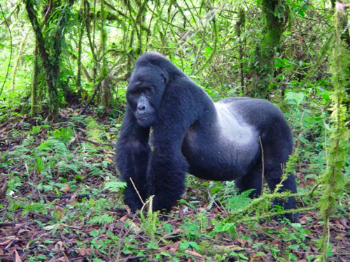 bwindi national park africa