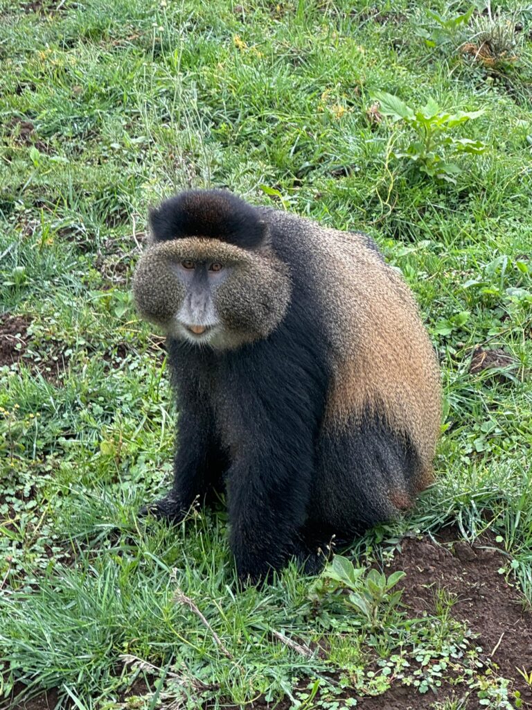 Golden Mokey Trekk,Shalom Safaris Rwanda