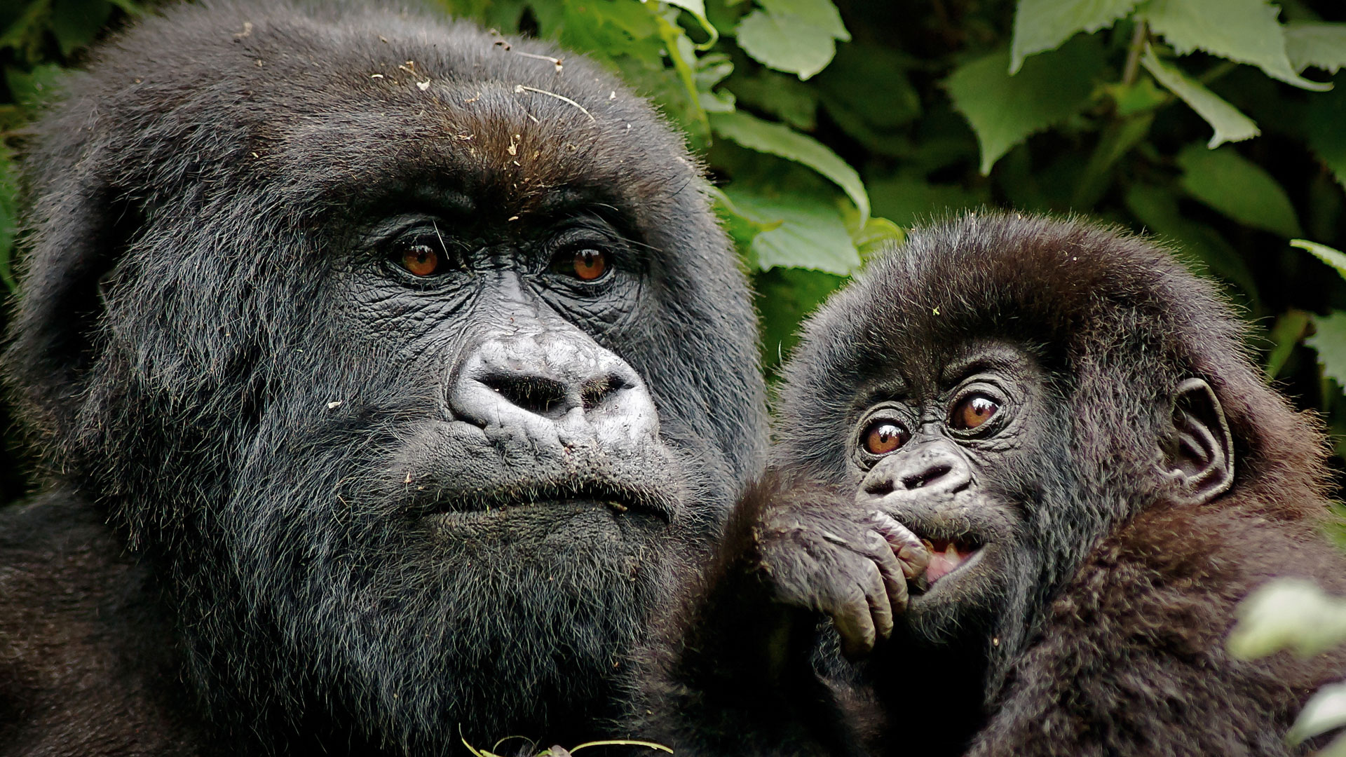 gorilla